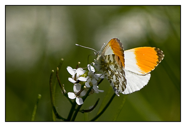 orange tip