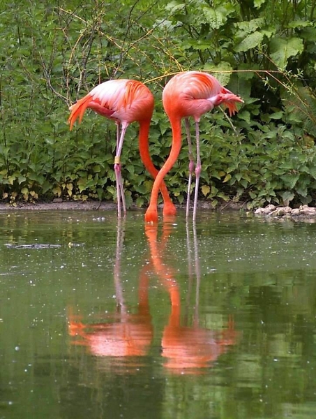 Pair of pink flamingos