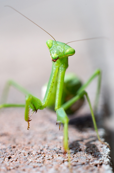 Praying Mantis Investigates