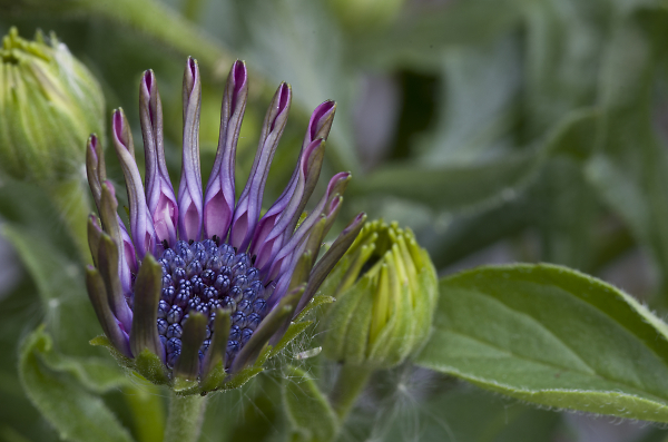 Purple Flower