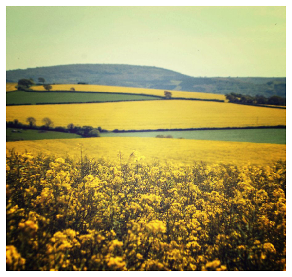 Rape Fields in West Smerset