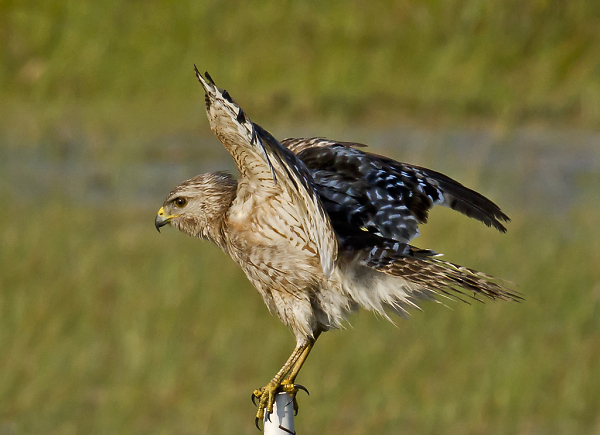 Red-shouldered Hawk