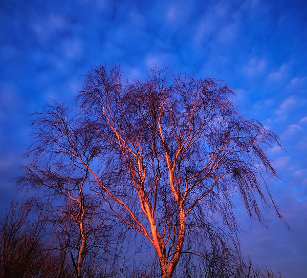Red Silver Birches