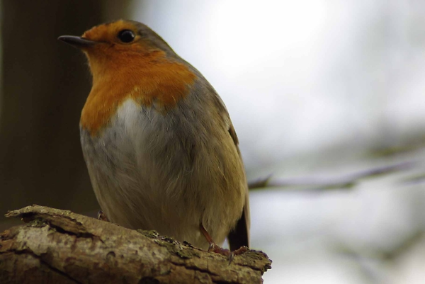 Robin in the Wild