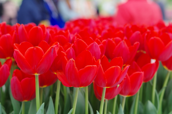 Seeing Red