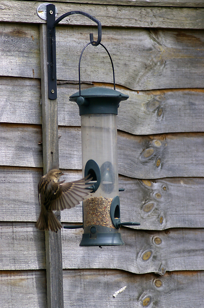 Sparrow coming to land