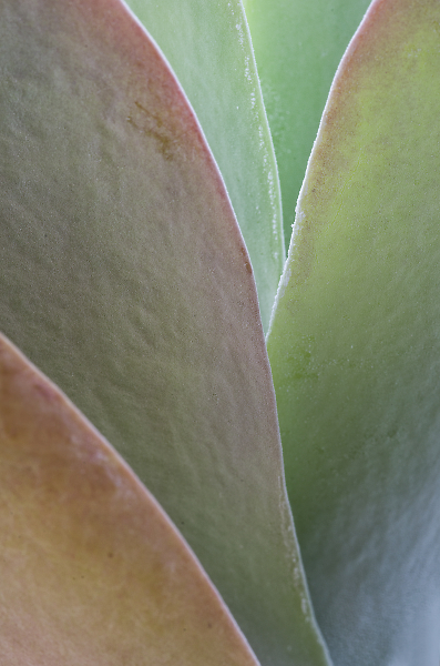 Succulent leaf structure.