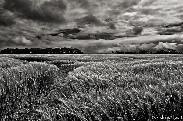 The Field
