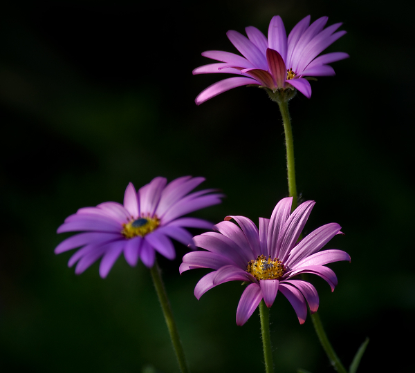 Three