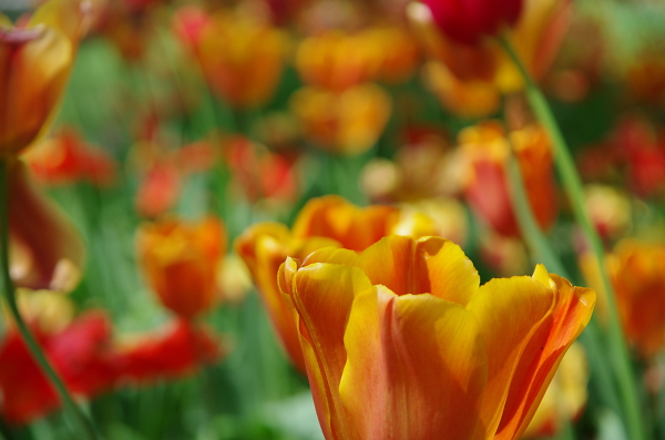 Tulips from Keukenhof