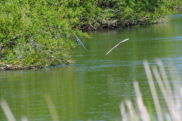 Terns do a turn