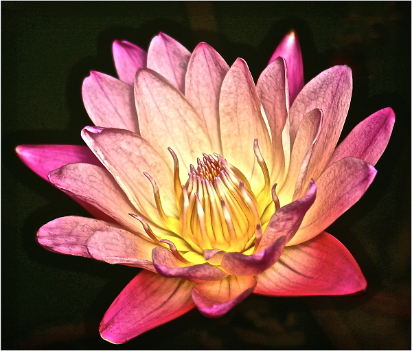 Water Lilly