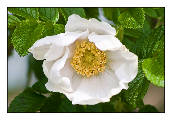 white rose