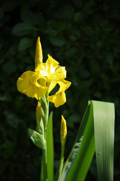 yellow iris