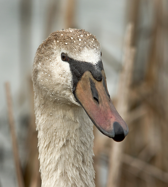 Young Swan Portrait