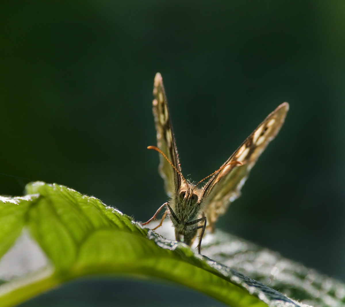 Speckled Wood 2