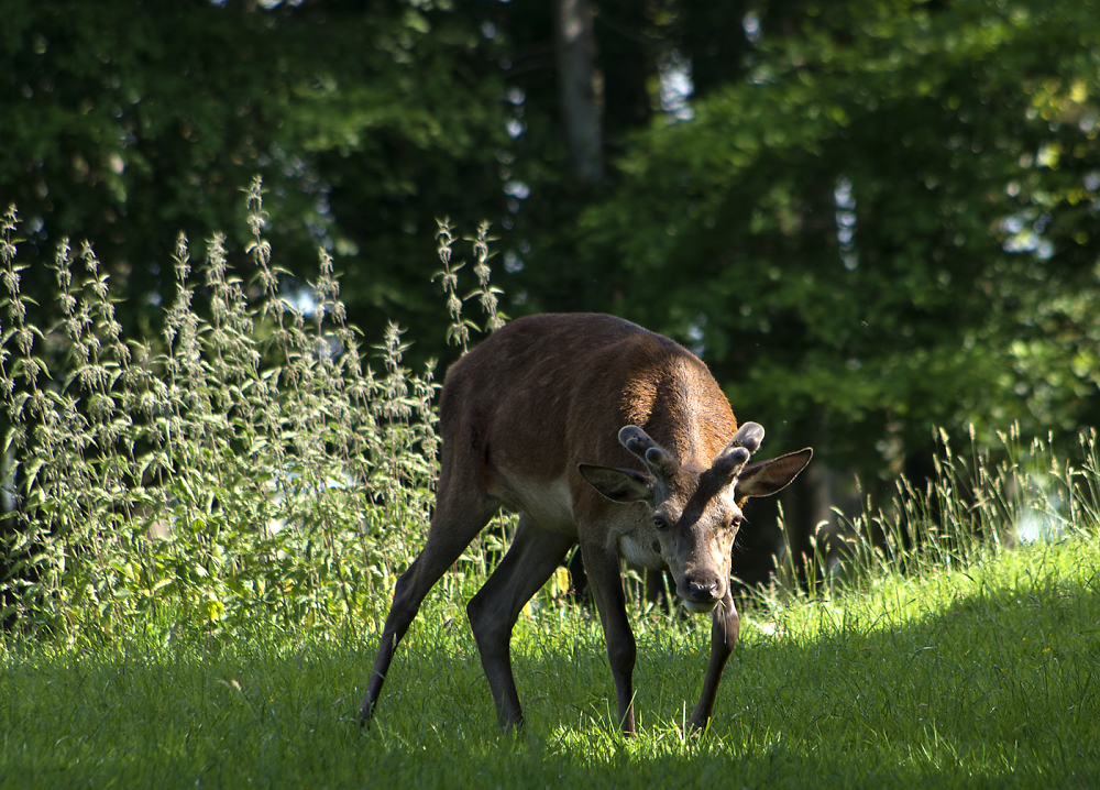 A Deer