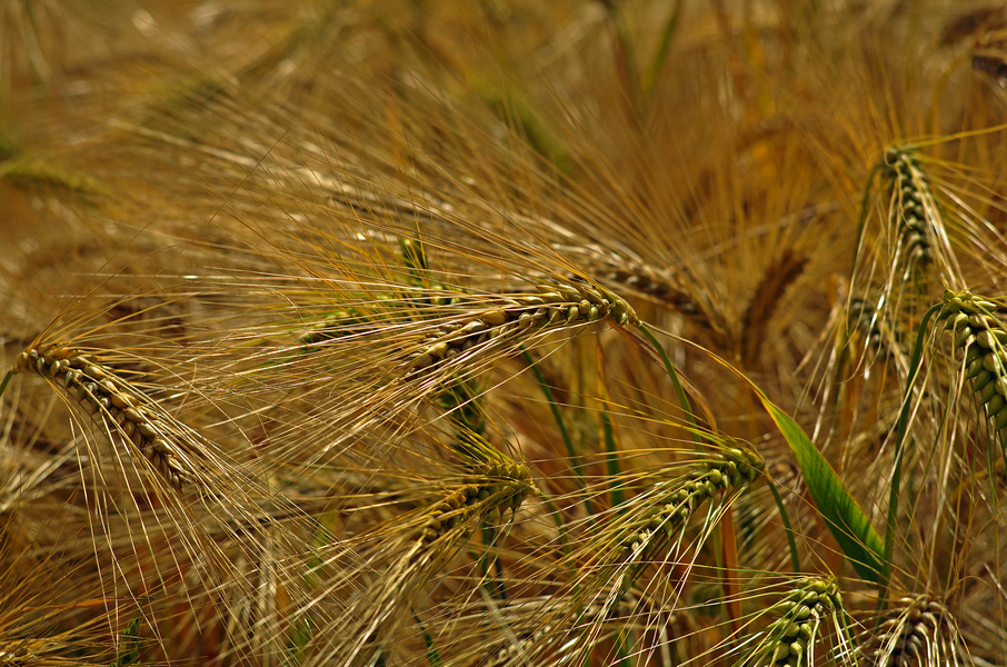 Barley 2