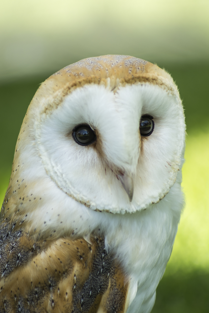 Barn Owl