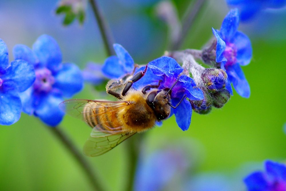 Busy bees and hover flys on Blue flowers.