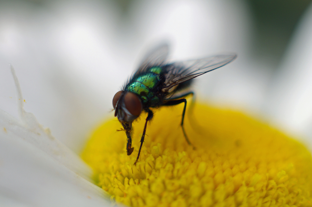 Greenbottle on  daisy