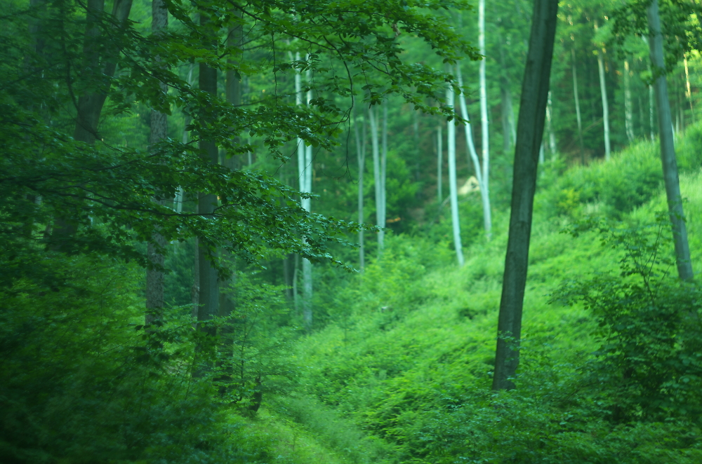 sleepy forest