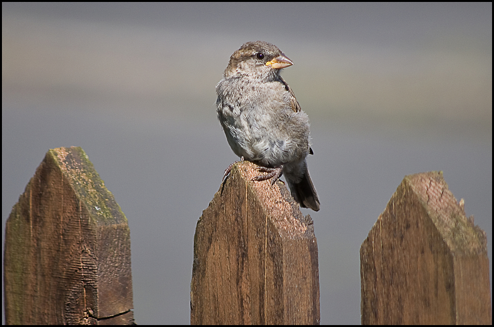 sparrow