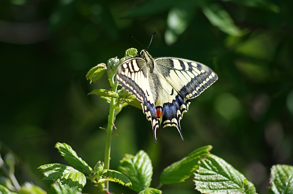 Swallowtail in Greece