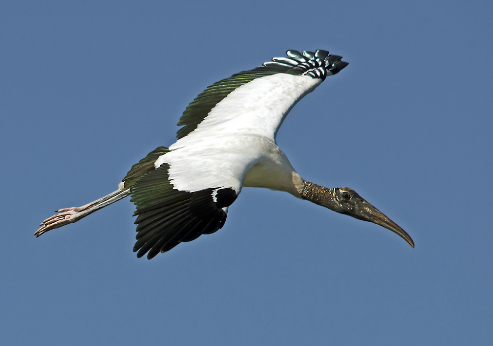 Wood Stork Swooping