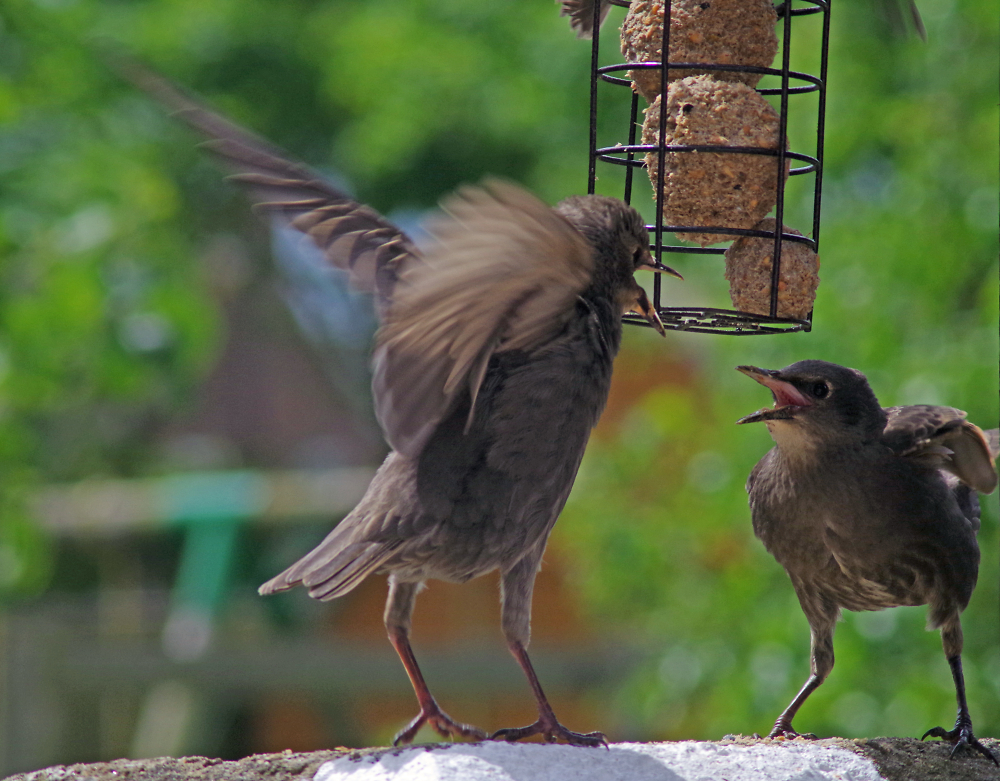 Young Starling's Arguing