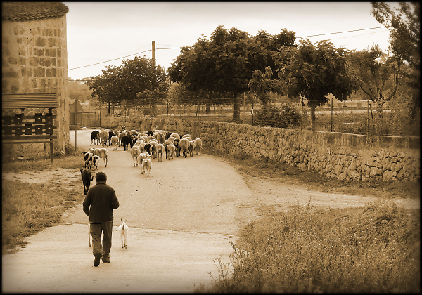A Shepherd and His Flock