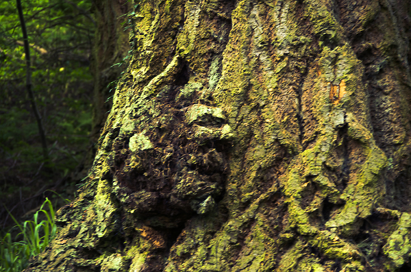 A Troll's Hand