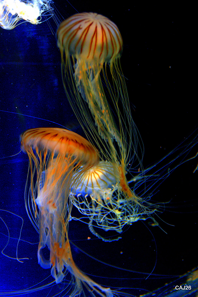 Beauty of Jellyfish