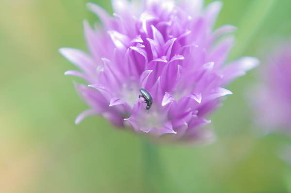Beetle on the Edge