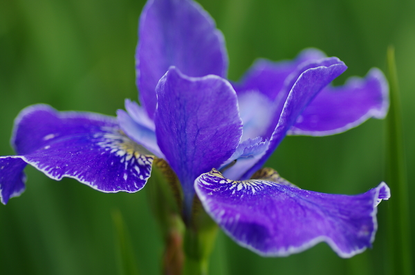 Blue Iris