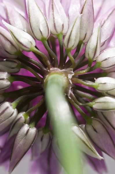 Chives Flower