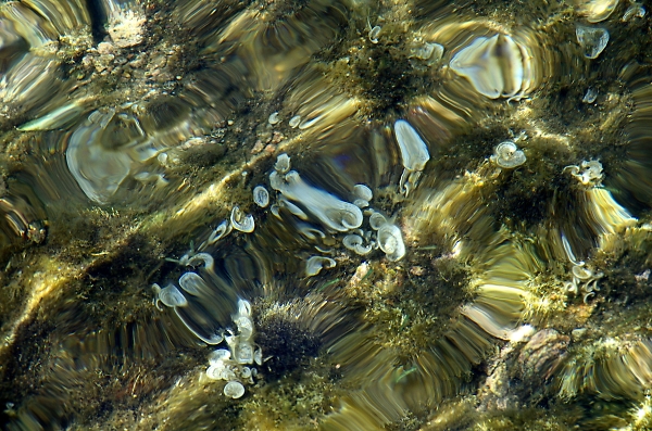 Clear clear waters