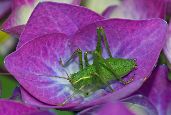 Cricket Cup