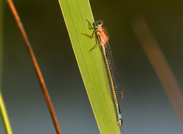 Damsel on a Bullrush