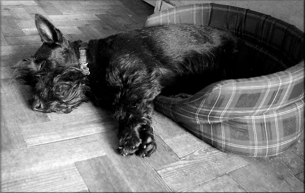 Day 16 Let Sleeping Dogs lie