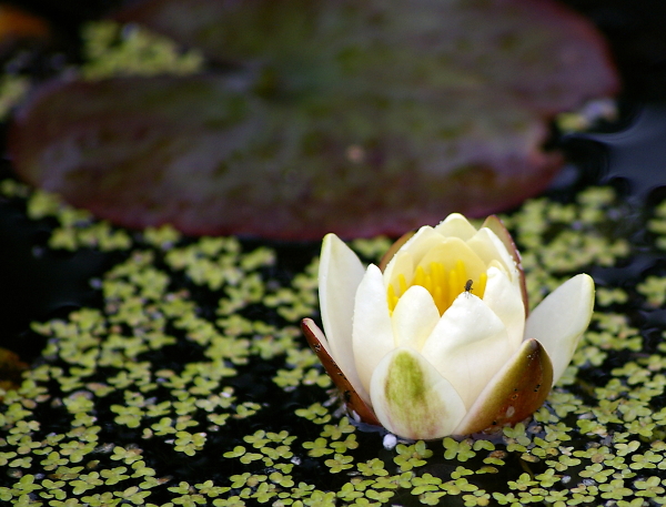 Day 3 Fresh Lilly