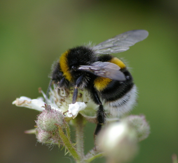 Day 6 White tail Bumblebee