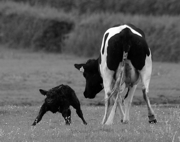 First Steps in a brave new world