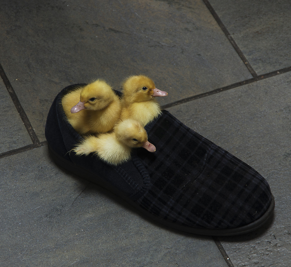 Fresh Ducklings