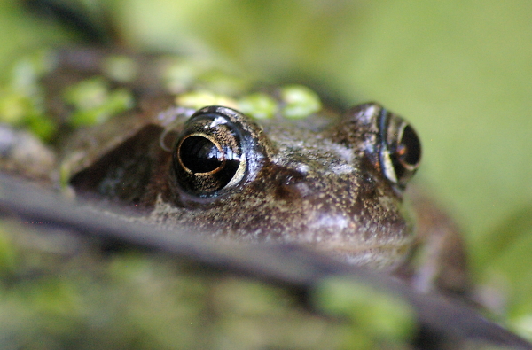 Frog Watching