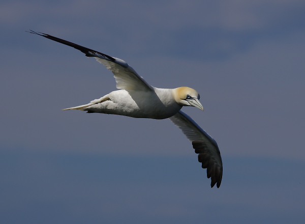 gannet