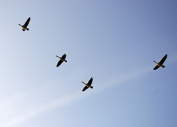 Geese in flight