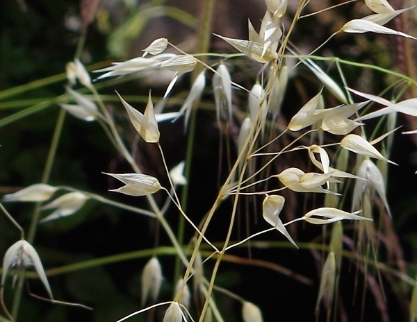 Grass Husks