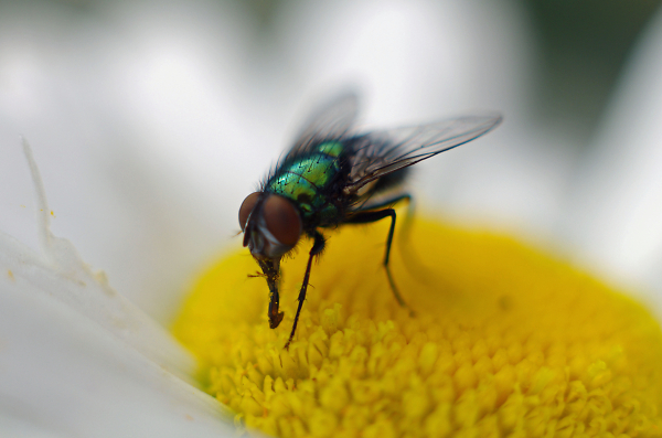 Greenbottle on  daisy