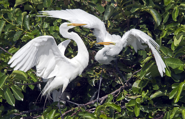 Immature Egret Begging
